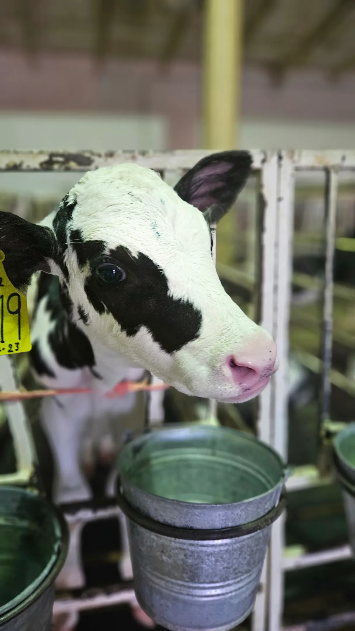 Una vaca siendo alimentada en un corral. Ruta del Queso. Baja California