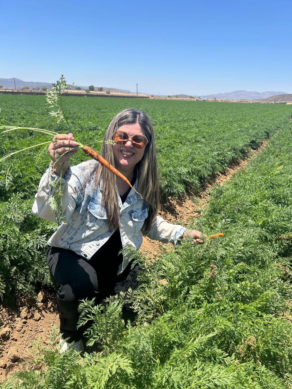 Turista cosechando verdura de temporada con sus propias manos en un un rancho de la.Ruta del Queso. Baja California