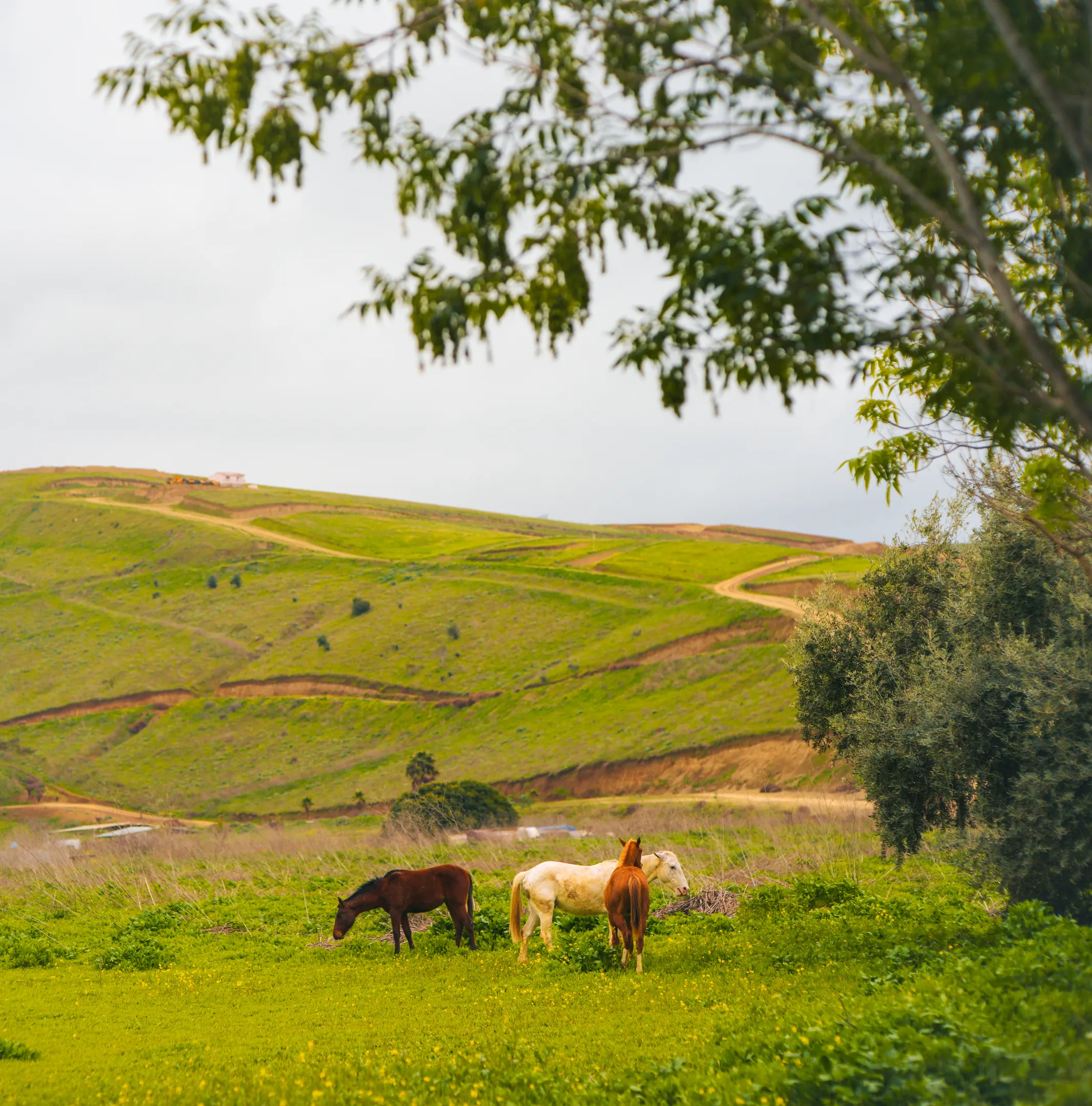 Un plano general de un unos caballos pastando en un campo verde muy abierto, con unos arboles a un lado y un cielo nublado. La Ruta Vaquera, Baja California