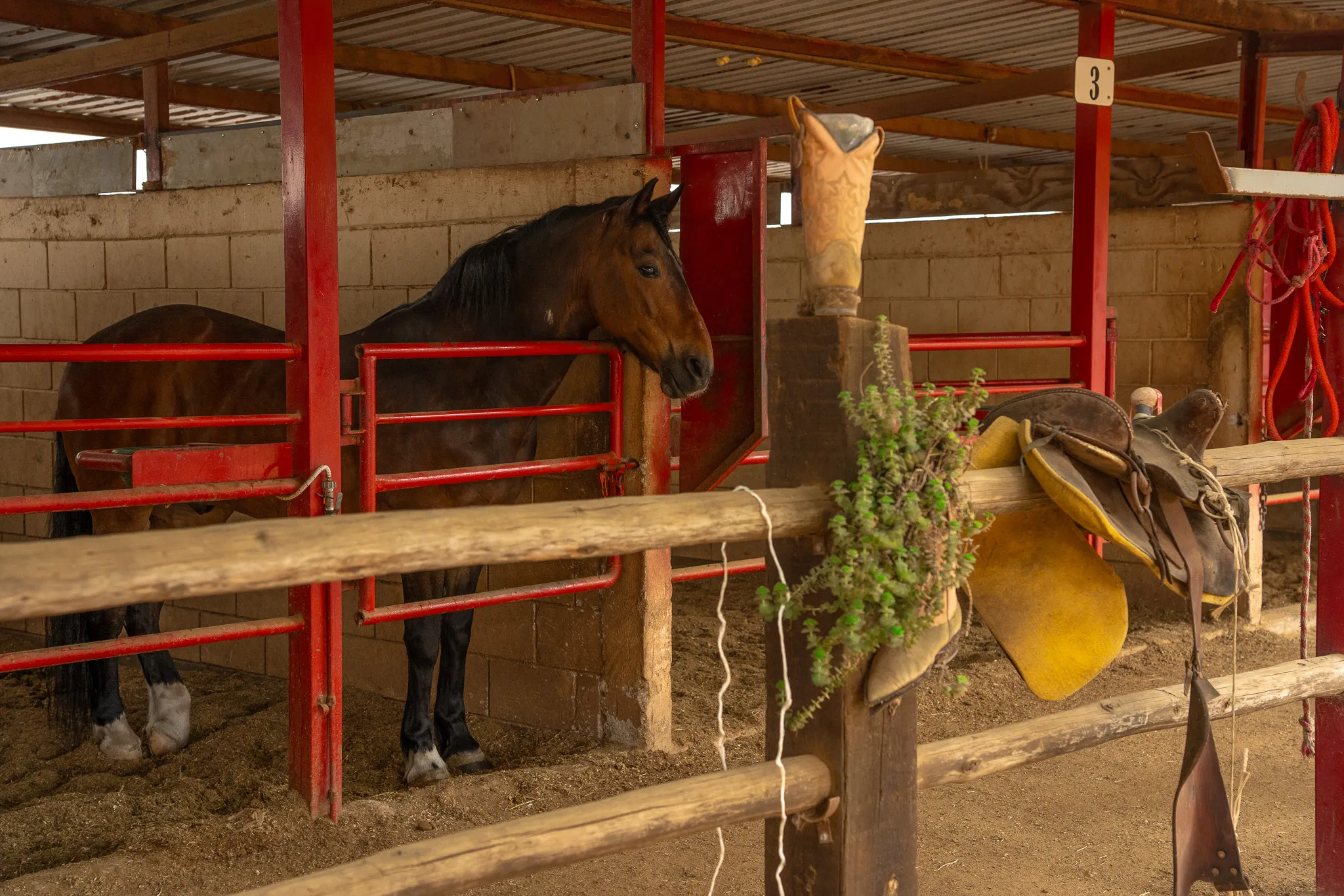 Un plano cerrado de un establo con un caballo dentro de su cubiculo. Una festividad en ensenada con humo , luces y mucha gente disfrutando a caballo en Ensenada. La Ruta Vaquera, Baja California