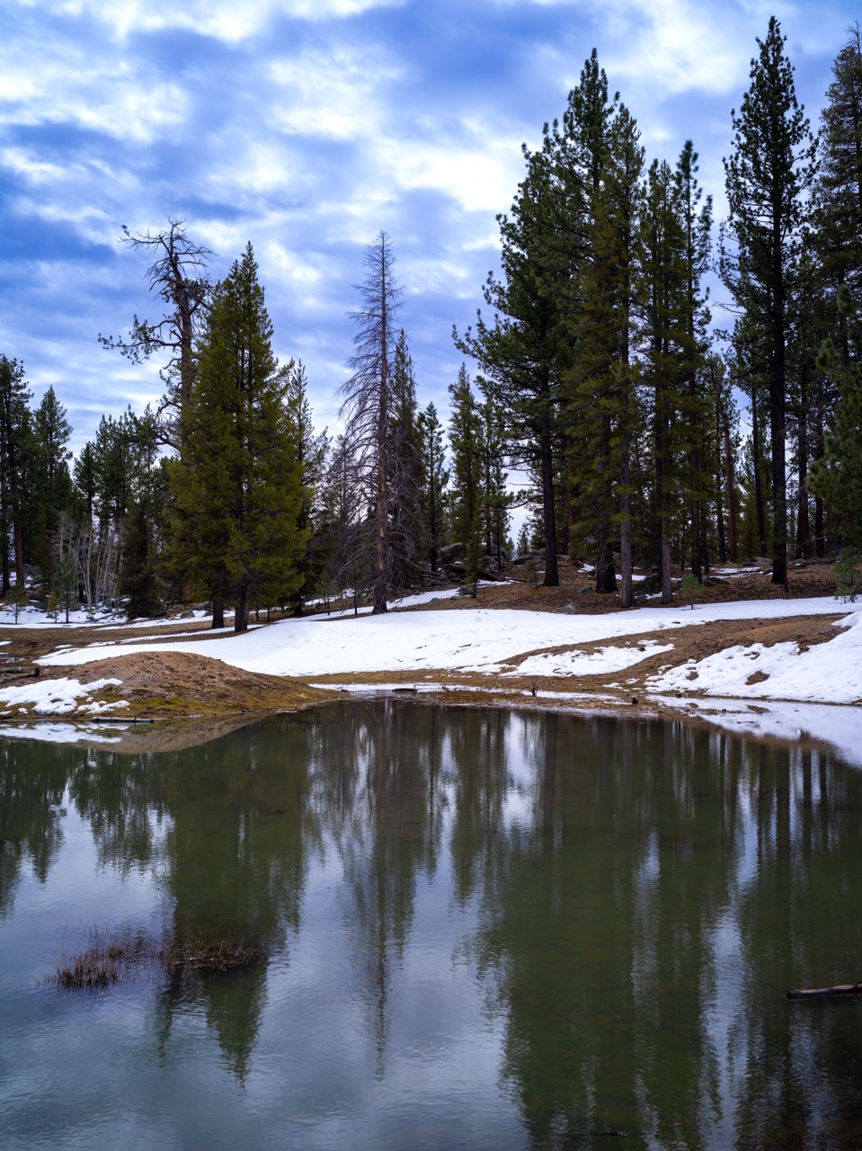 Discover the magic of the Sierra de San Pedro Mártir!