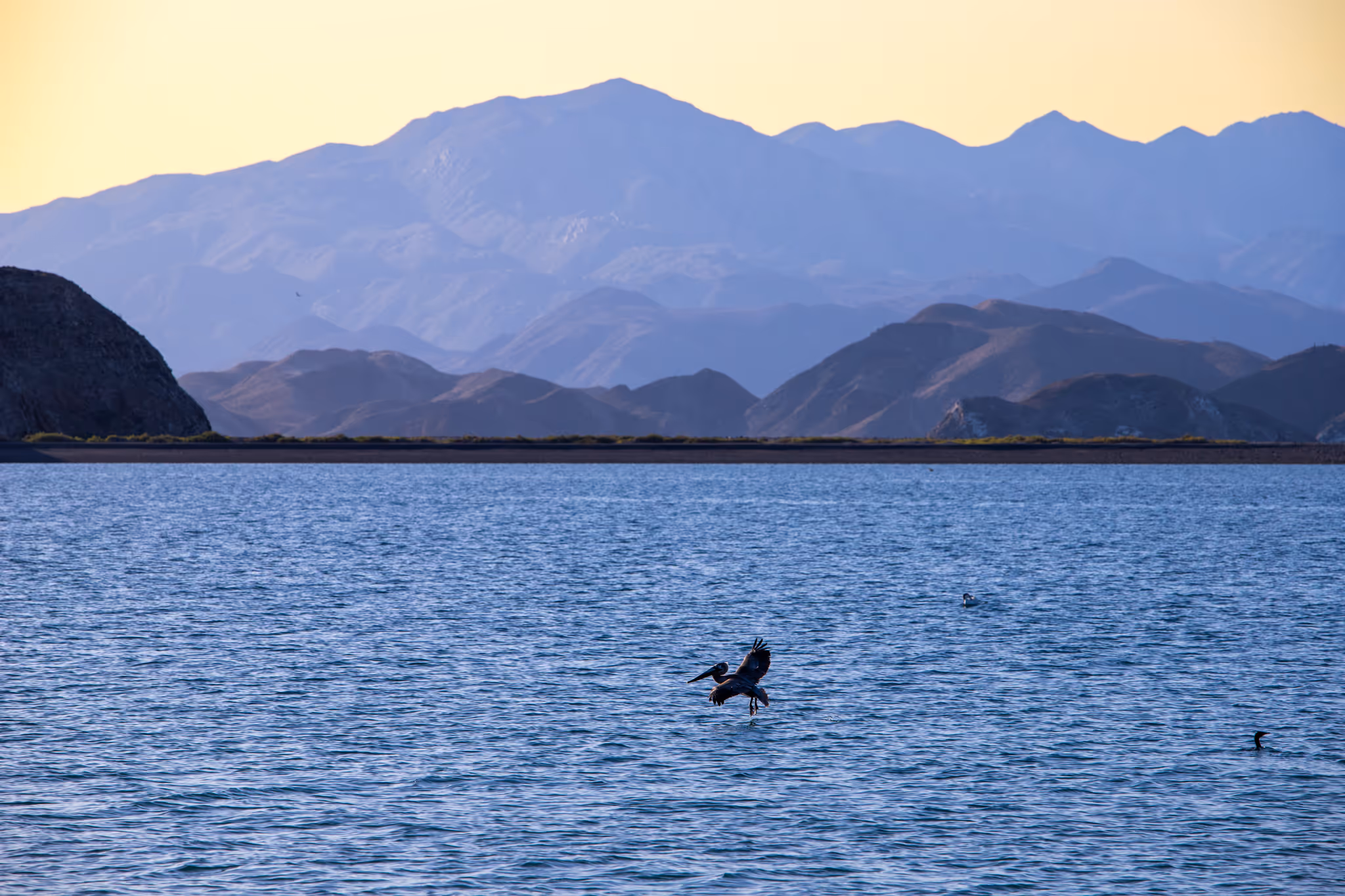 San Quintín Bay Bird Festival "Festival de las Aves"
