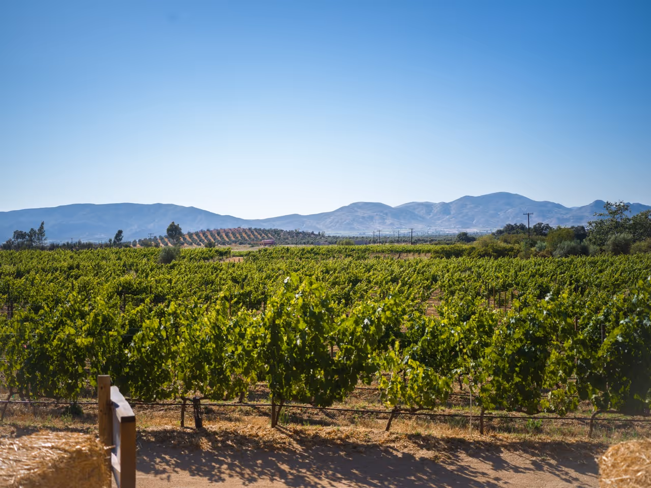 Ruta Del Queso y Del Vino