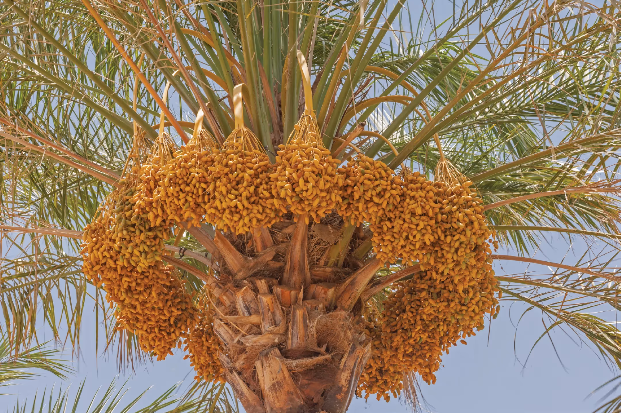 Guía de Viaje: Descubre la Ruta del Dátil en Mexicali