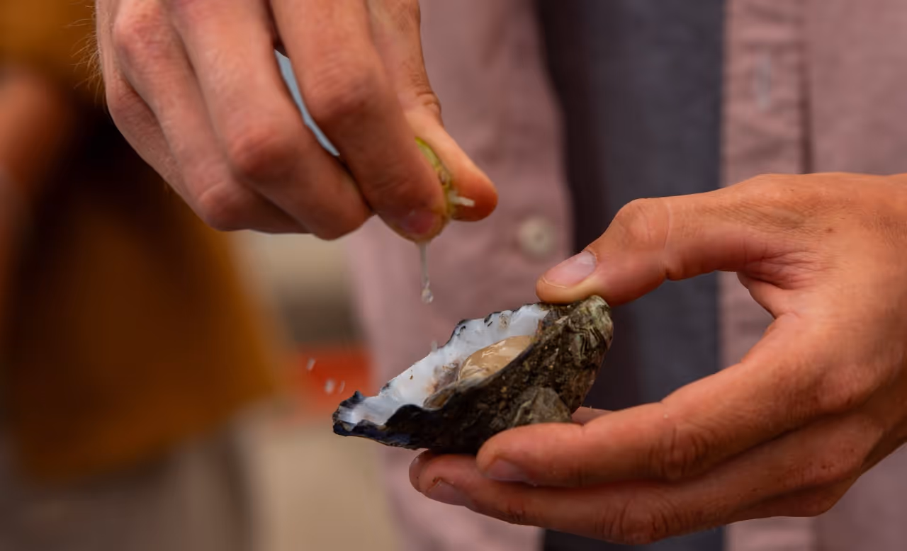 ¡Directo de la Bahía! Guía Definitiva para Probar los Ostiones Legendarios de San Quintín