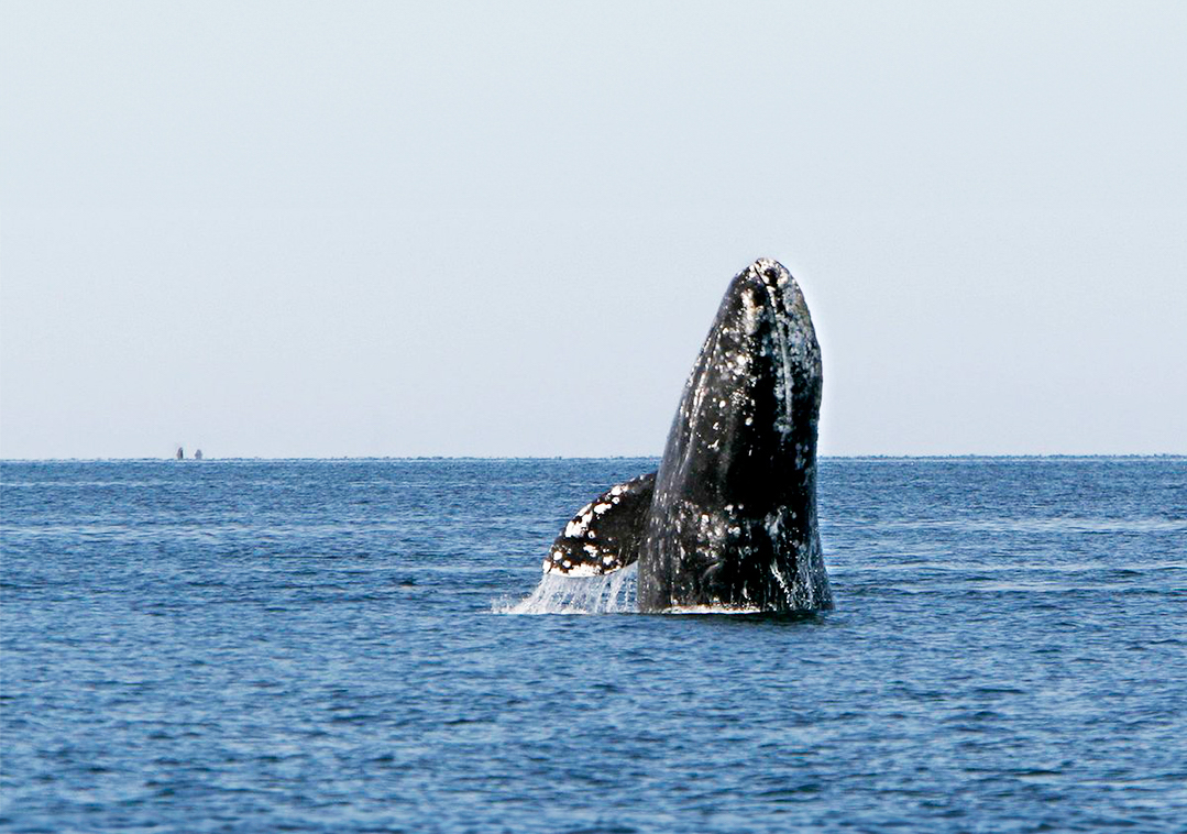 The Ultimate Guide to Epic and Responsible Whale Watching in Ensenada