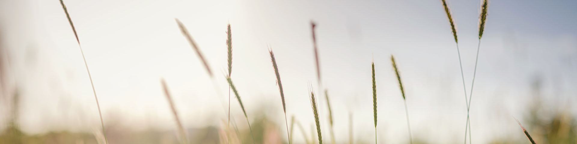 the tops of grass in a field with a blurred background