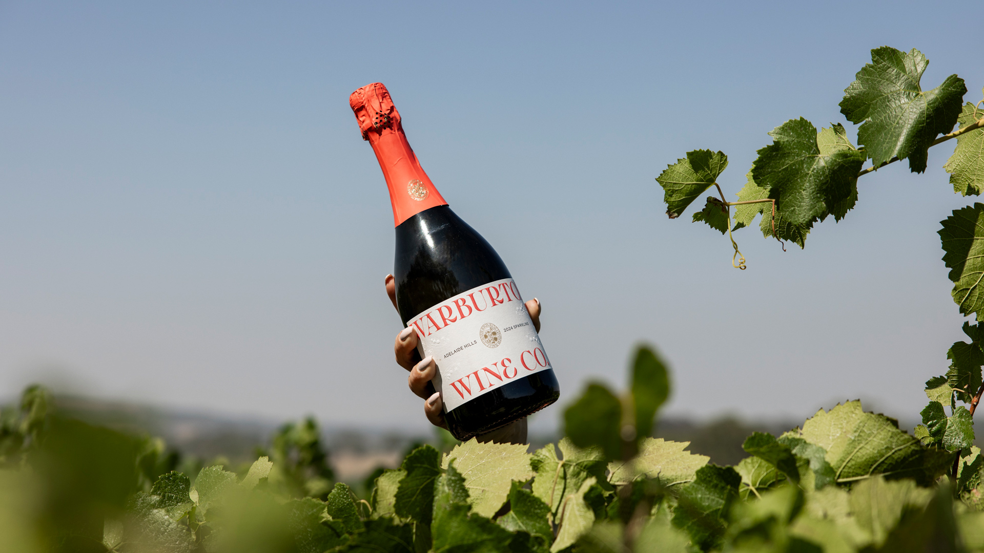 Wine bottle held in vineyard with vines in background.