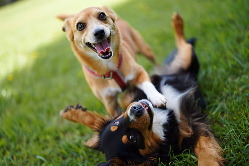 Two dogs playing in the grass with each other.