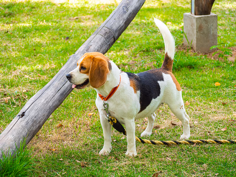 A dog standing next to a wooden pole.