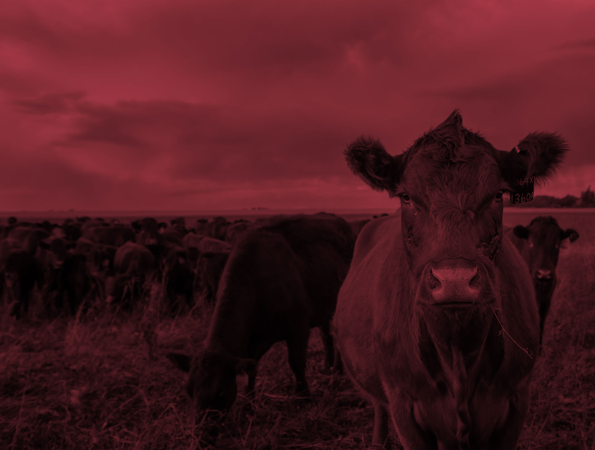 Show day online banner