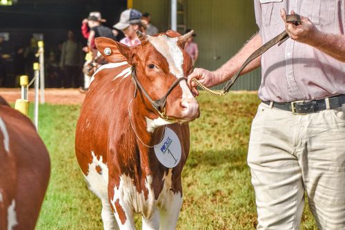 Maleny Agricultural Show Dairy Entry