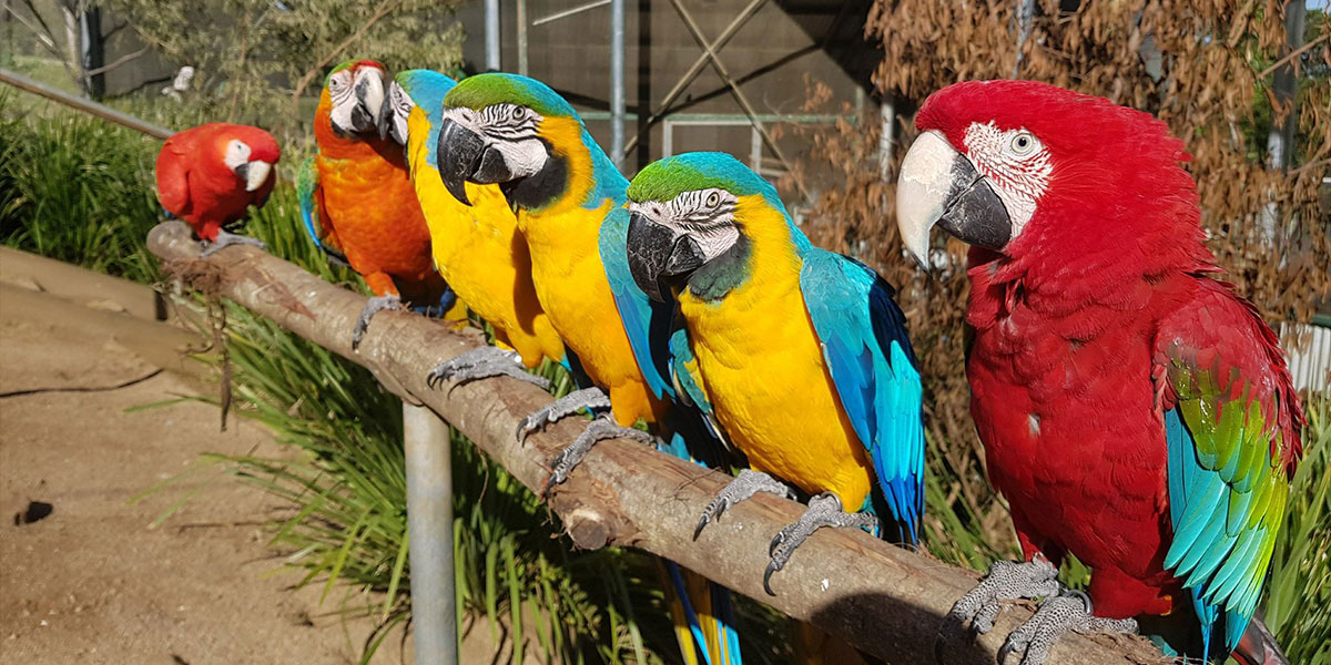 Maleny Botanical Gardens