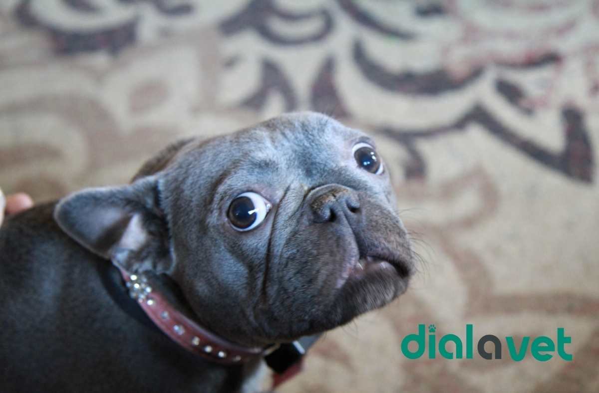 Can I Give My Dog Flintstone Vitamins? Safe or Risky Choice?