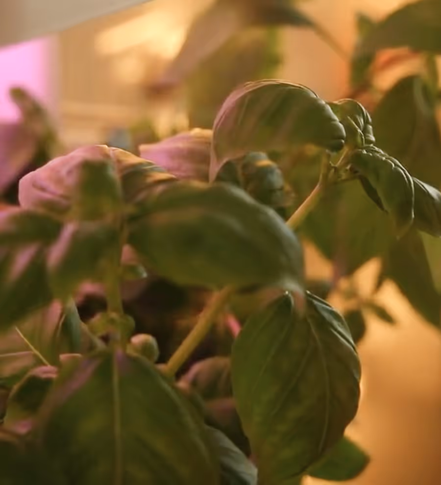 Fresh basil