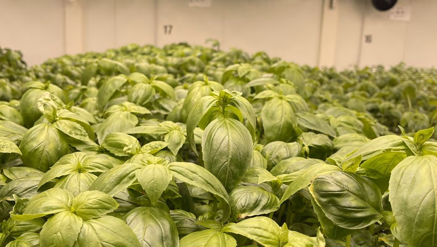 Basil farm in Neuhausen
