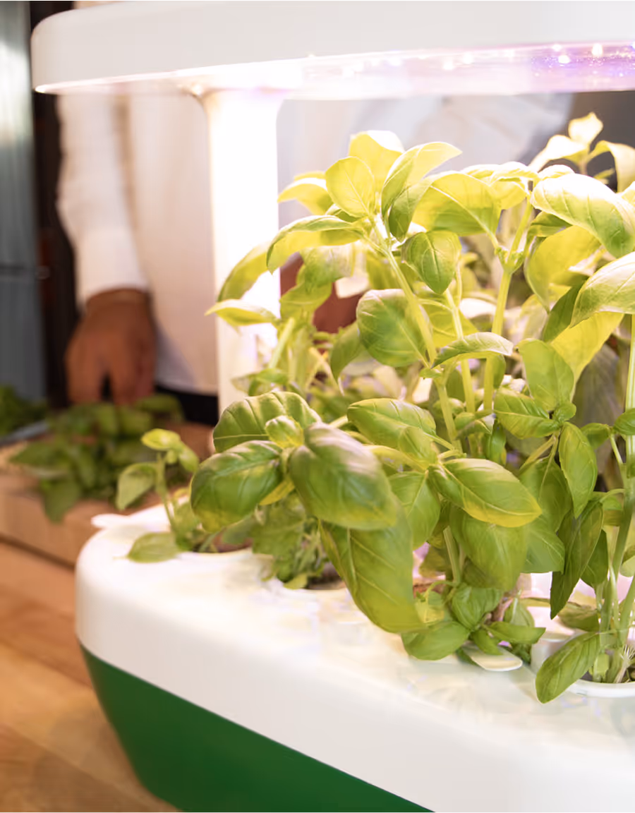Fresh basil growing inside the GrowBorg