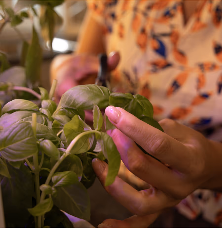 Woman cutting fresh basil leaves