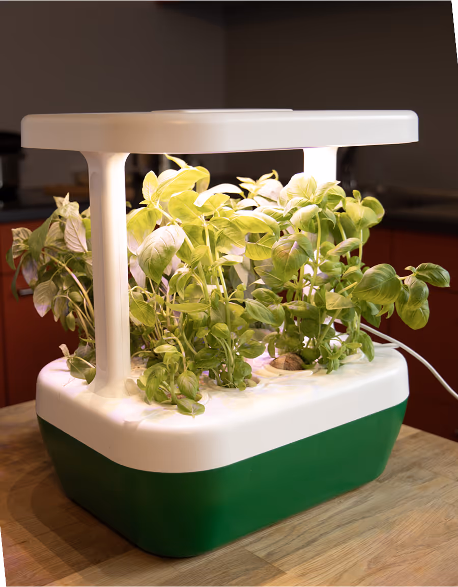 Growborg with fully grown plant