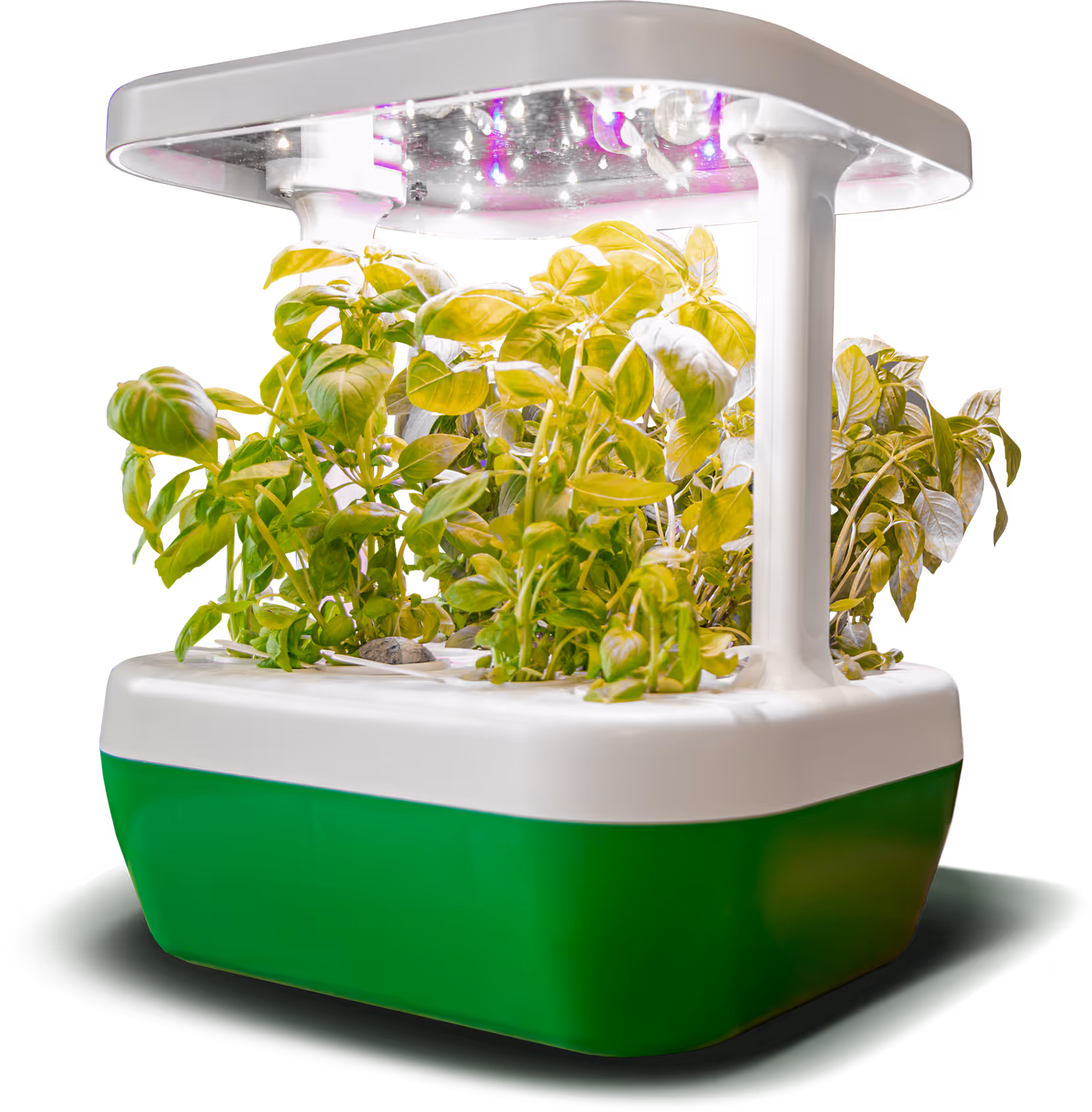 GrowBorg with basil