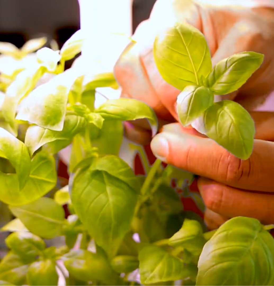 Grown basil in Growborg