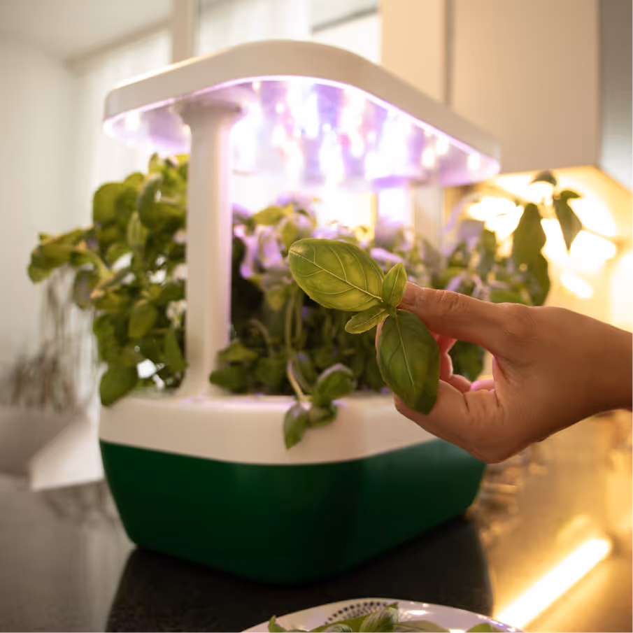 Basil from a growborg