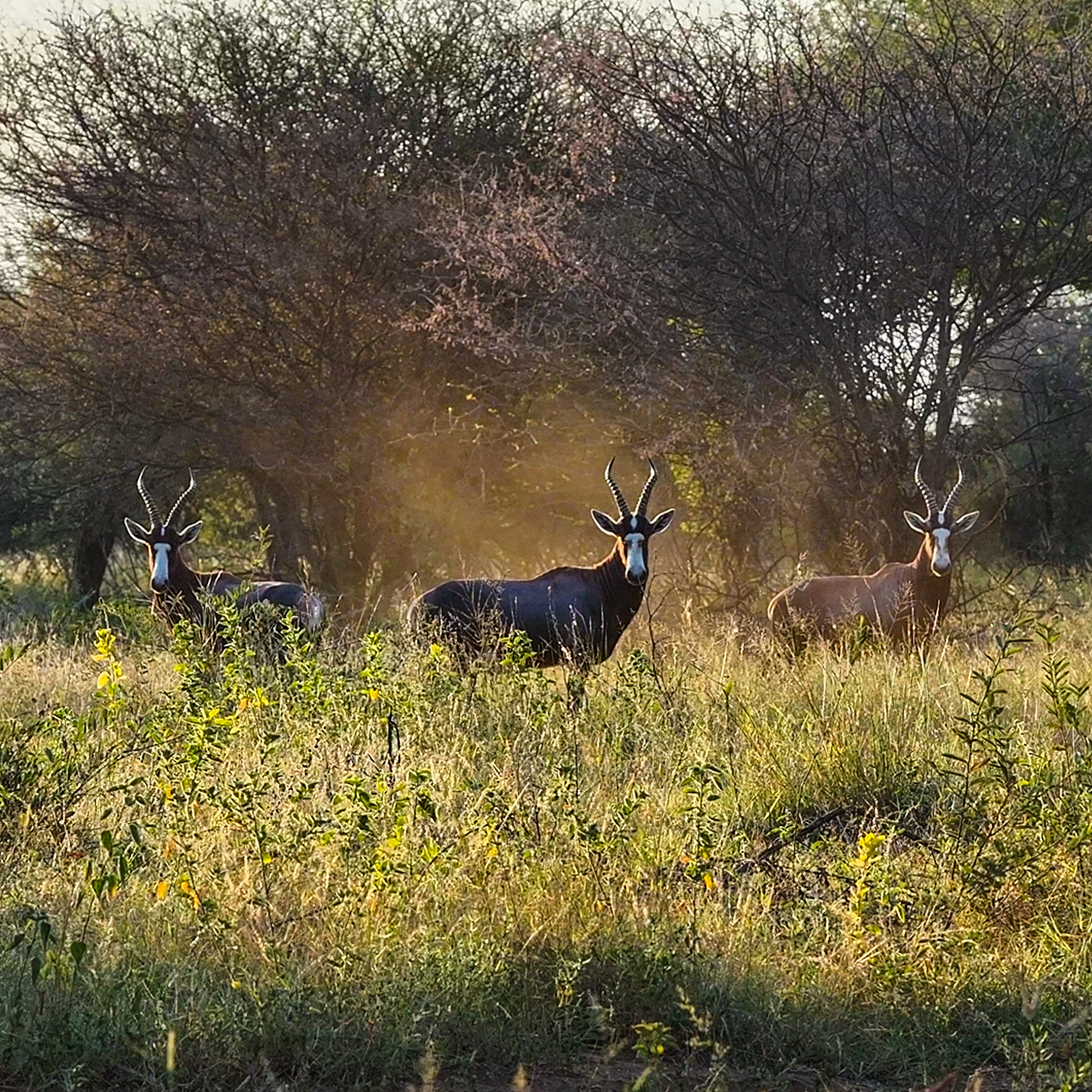 Endemic to South Africa, the blesbuck (Damaliscus pygargus) is a highveld grassland antelope recognized by its white facial blaze. These herbivores populate southern African private game reserves.