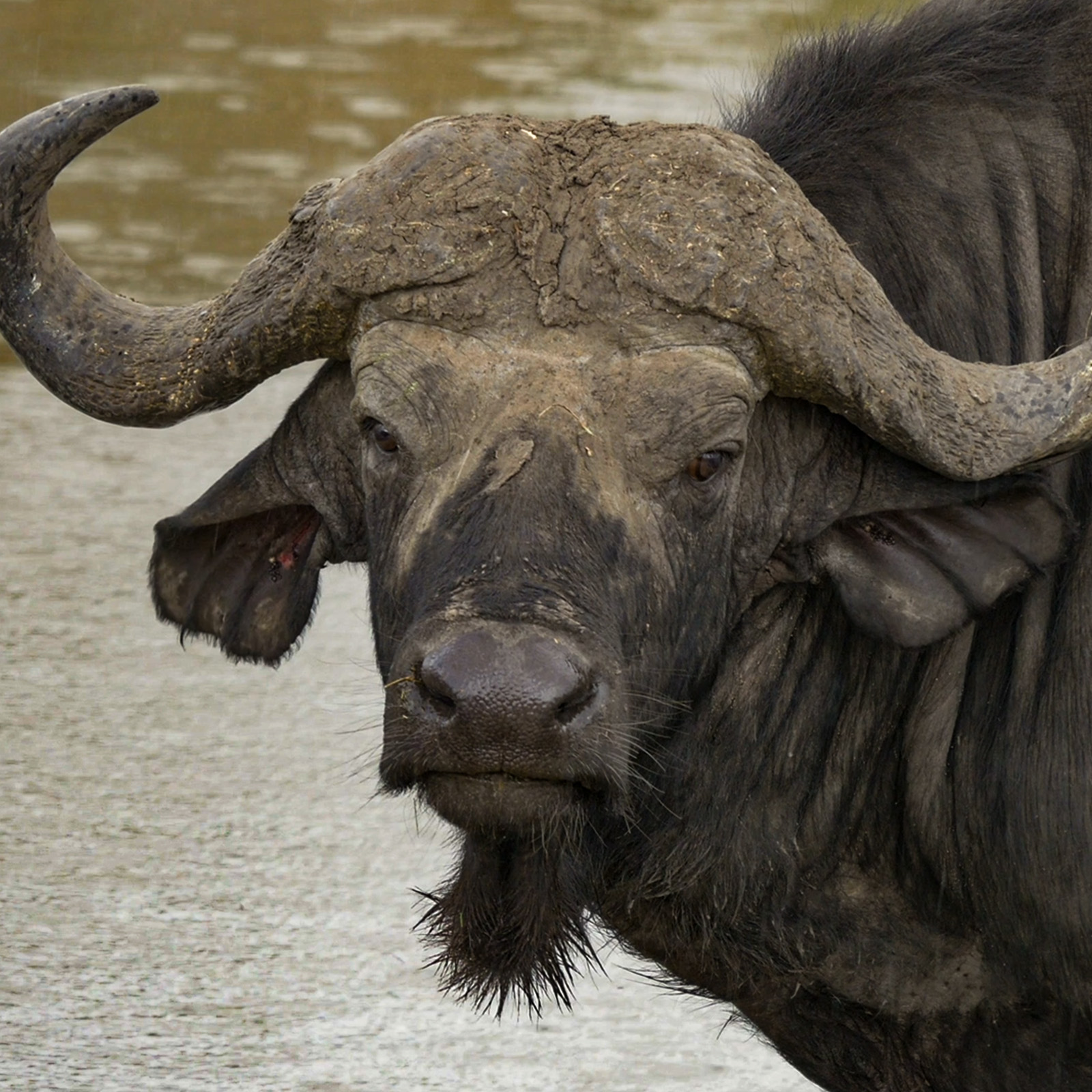 The African Cape buffalo (Syncerus caffer) is an iconic Big Five member. Featuring massive horn bosses, these formidable herbivores thrive across Kruger National Park and southern African safaris.