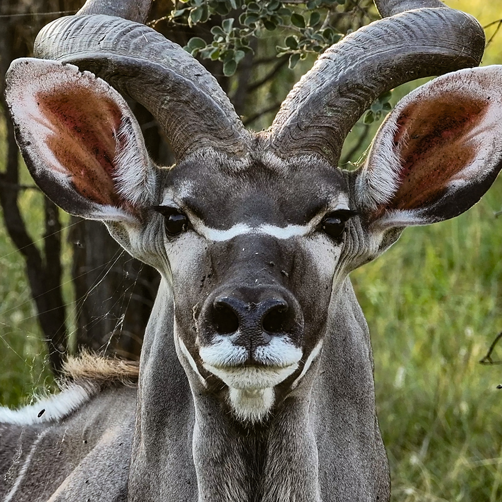The greater kudu (Tragelaphus strepsiceros) showcases magnificent corkscrew horns and striped coats. Inhabiting dense South African bushveld, this elusive browser is a prime wildlife safari sighting.