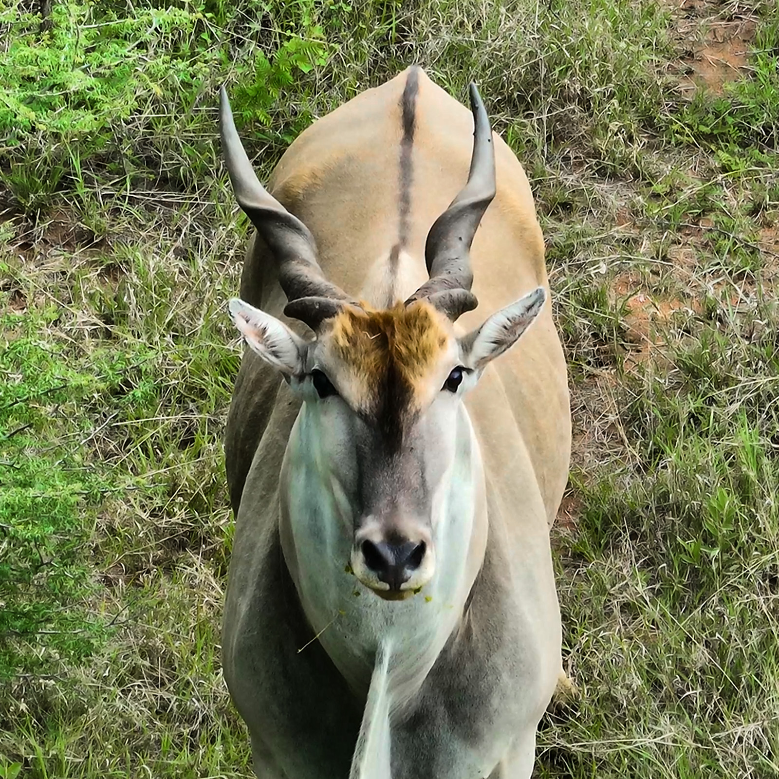 The common eland (Taurotragus oryx) is Africa's largest antelope. Famous for spiral horns, these agile herbivores inhabit South African game reserves, creating a top safari highlight.