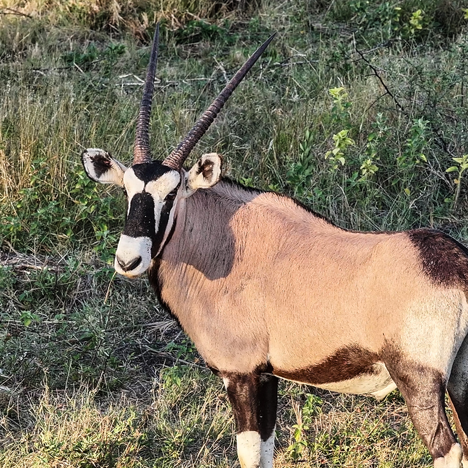 The gemsbok oryx (Oryx gazella) is a desert antelope native to the Kalahari. Distinctive face markings and long straight horns make this species a top safari highlight.