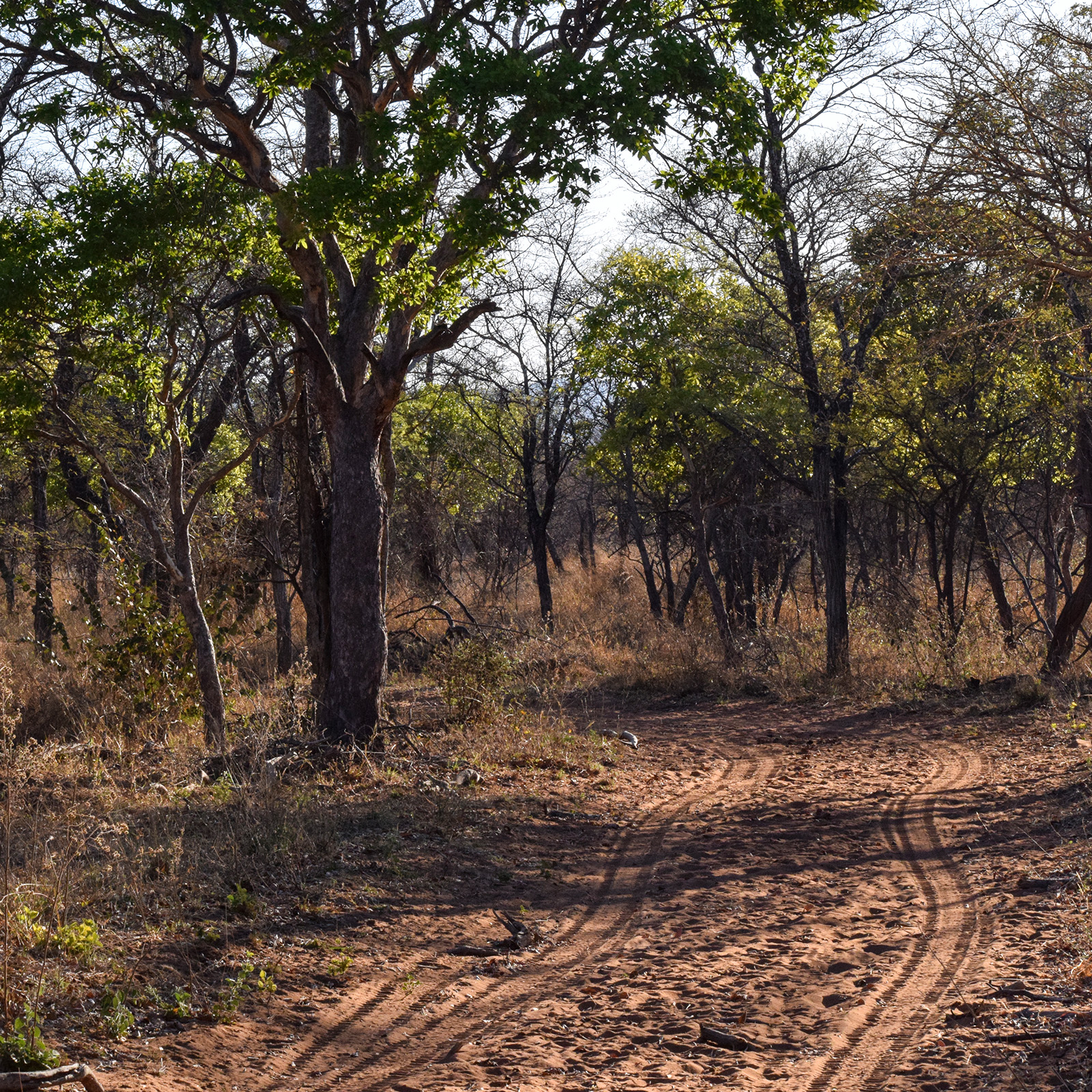 Conquer the challenging, rugged terrain of the African bushveld. From rocky mountain ridges to sandy dry riverbeds, navigate diverse wilderness environments with experienced professional guides.