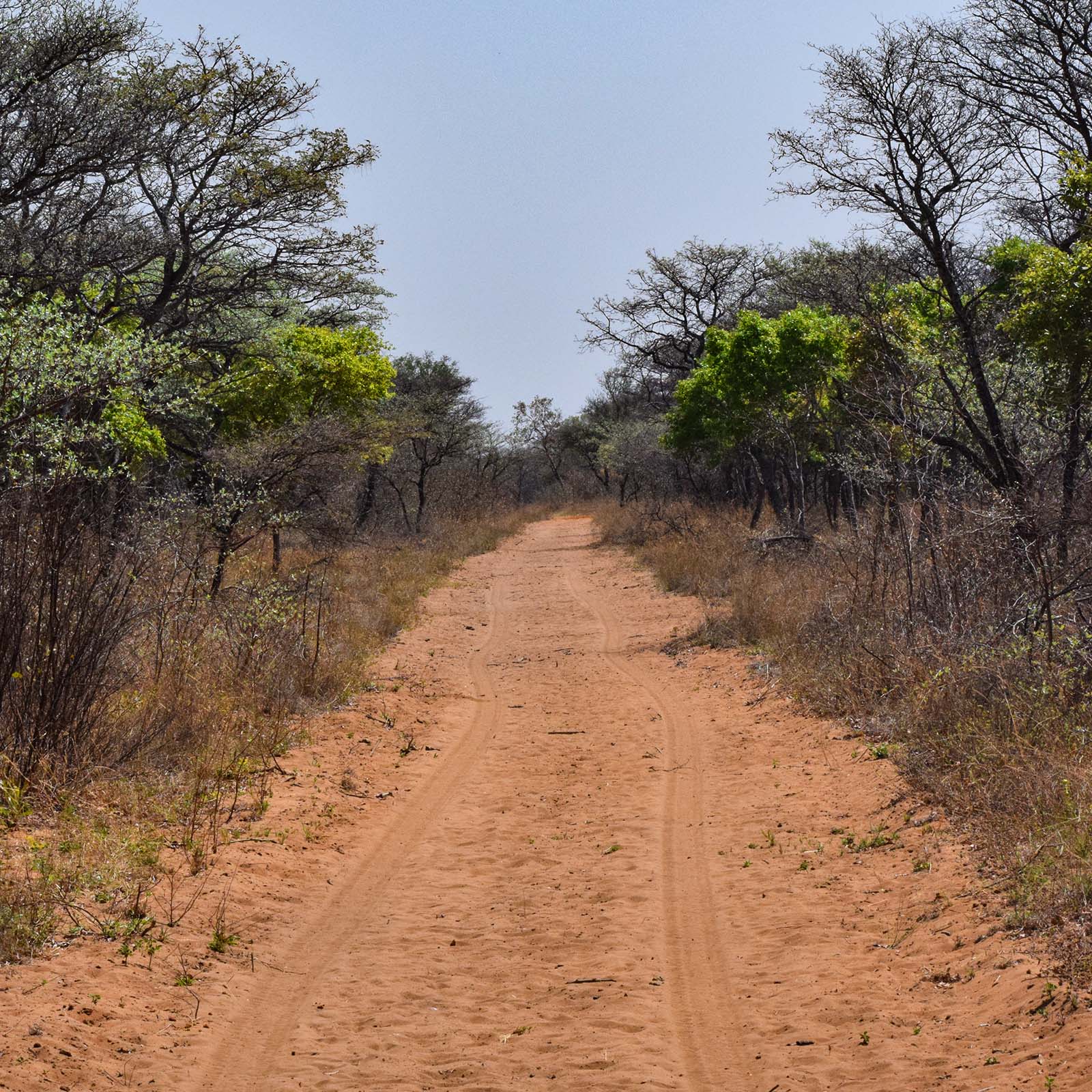 Navigate dense bushveld and thick acacia scrublands common across South Africa. Thick cover challenges visibility, demanding patience and sharp instincts for close-encounter game sightings.