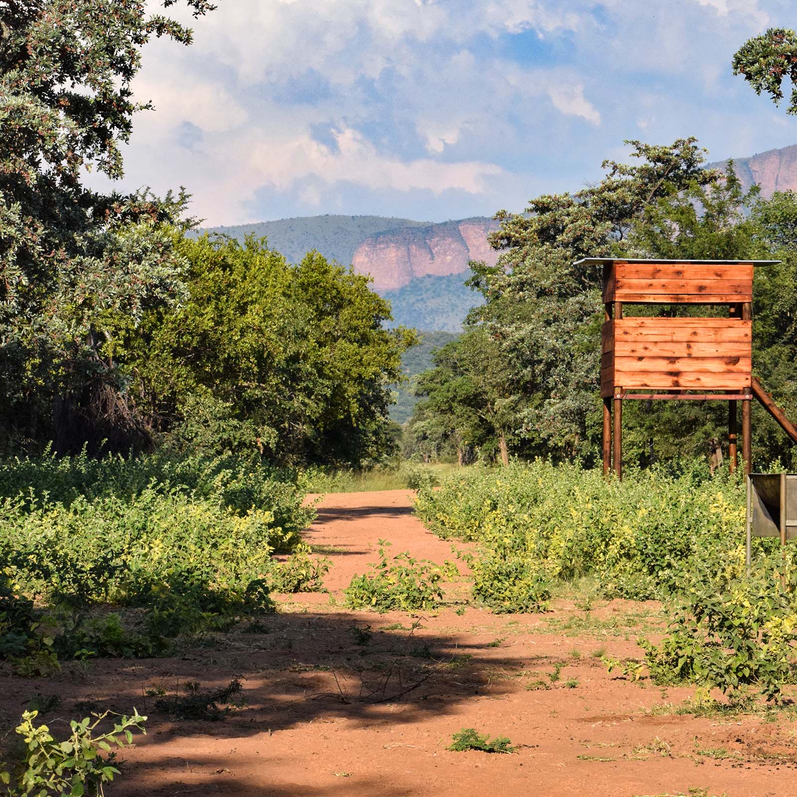 Strategically placed hunting blinds offer low-impact wildlife viewing and photography in South Africa. Concealed ground hides allow observers to watch animals completely undetected.