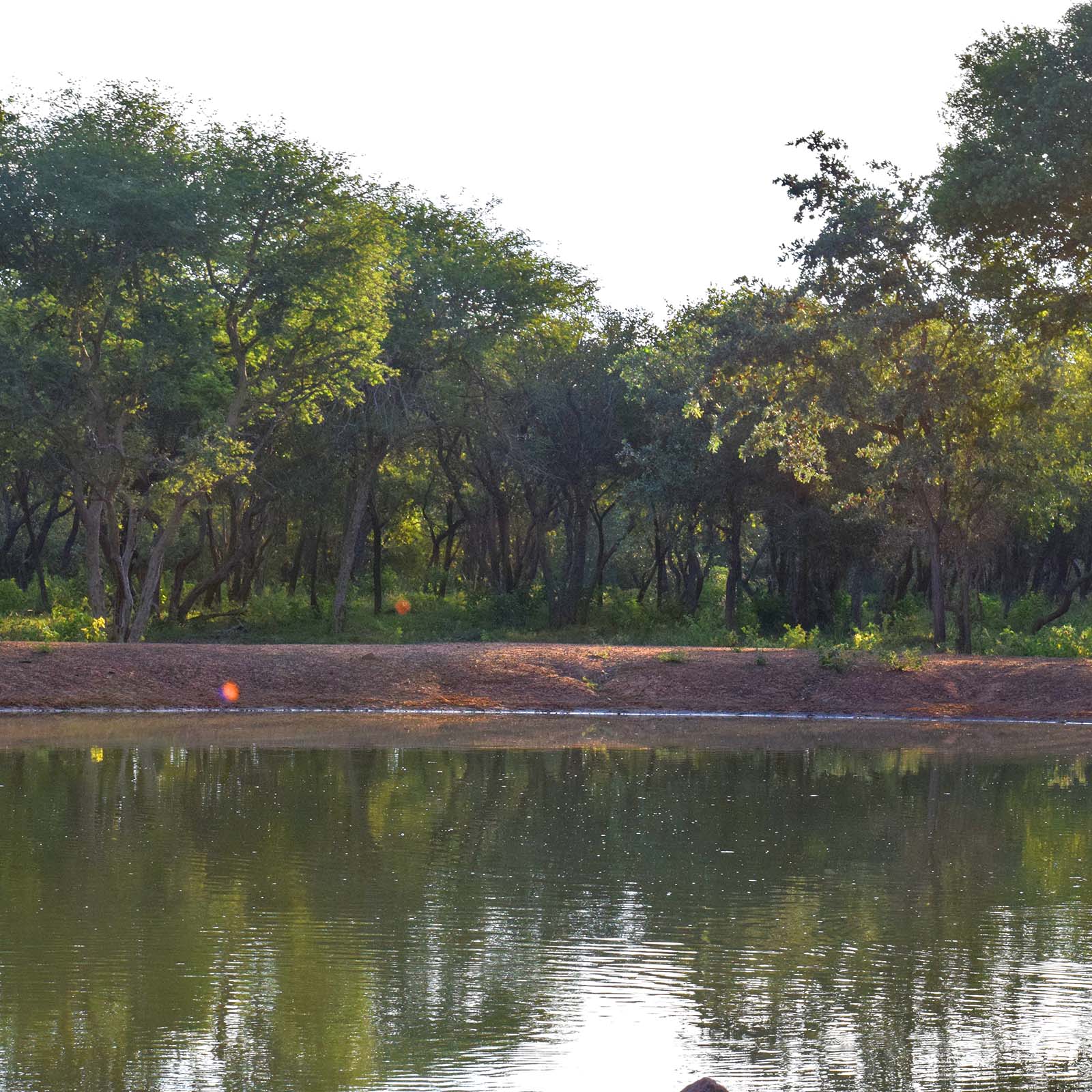 Natural and artificial waterholes serve as vital lifelines throughout arid African game reserves. These bustling hubs attract diverse species, creating incredible opportunities for wildlife observation.