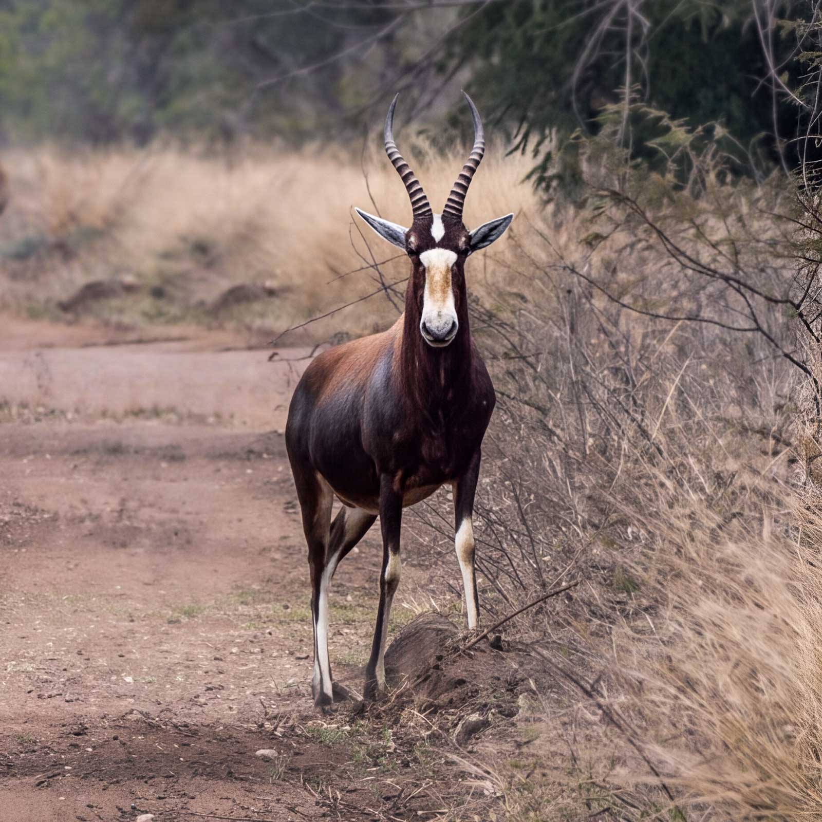 Endemic to South Africa, the blesbuck (Damaliscus pygargus) is a highveld grassland antelope recognized by its white facial blaze. These herbivores populate southern African private game reserves.