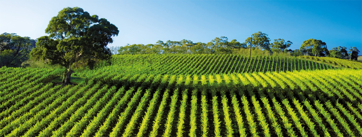 A large field of green plants with a blue sky in the background.