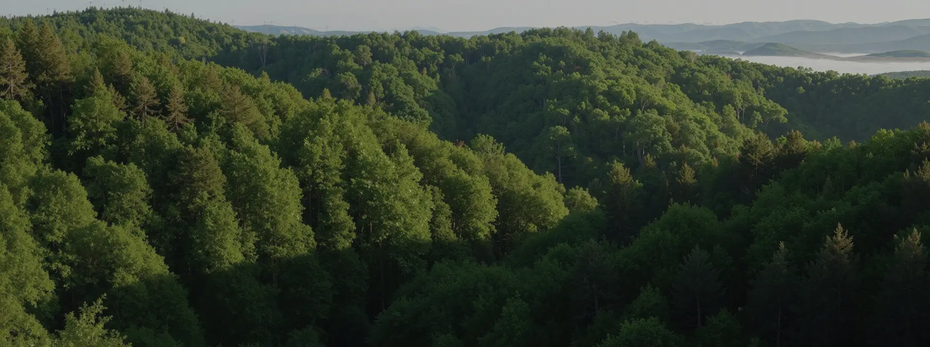 Wald