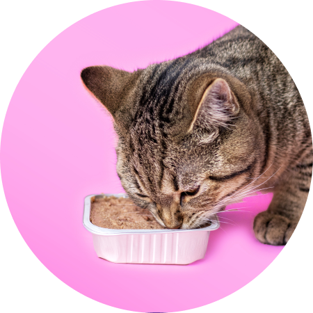Image of cat eating wet cat food