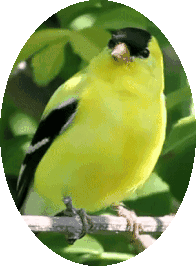 Animated Bird