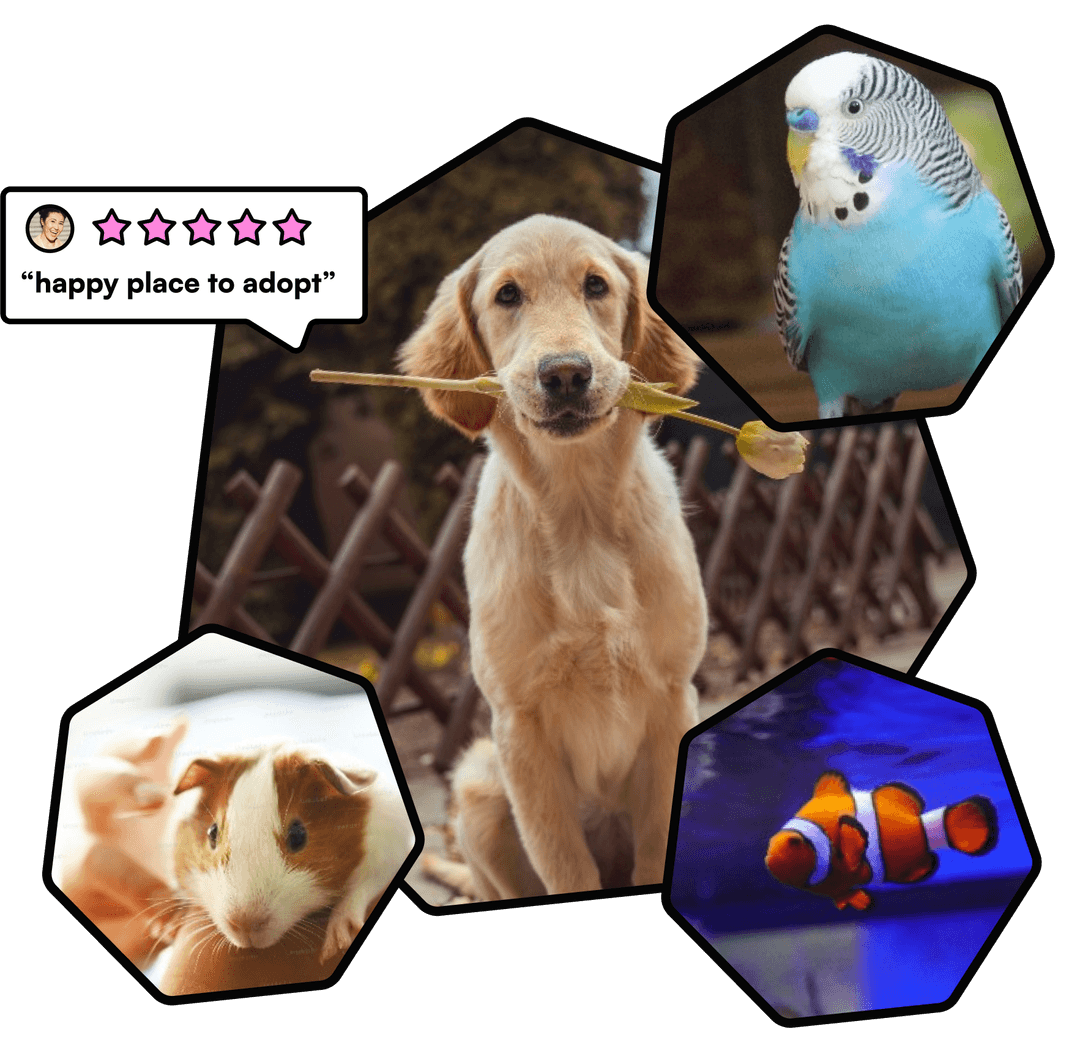 art-in-motion-pet-store