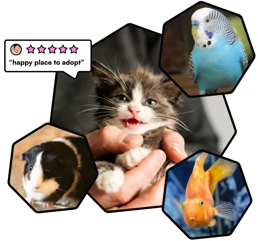 a collage of five hexagon-shaped pet photos centered around a gray and white kitten being held in a person's hand, surrounded by a blue budgie (top right), a guinea pig (bottom left), and an orange goldfish (bottom right), with a review bubble in the top left showing a 4-star rating and the quote "happy place to adopt.
