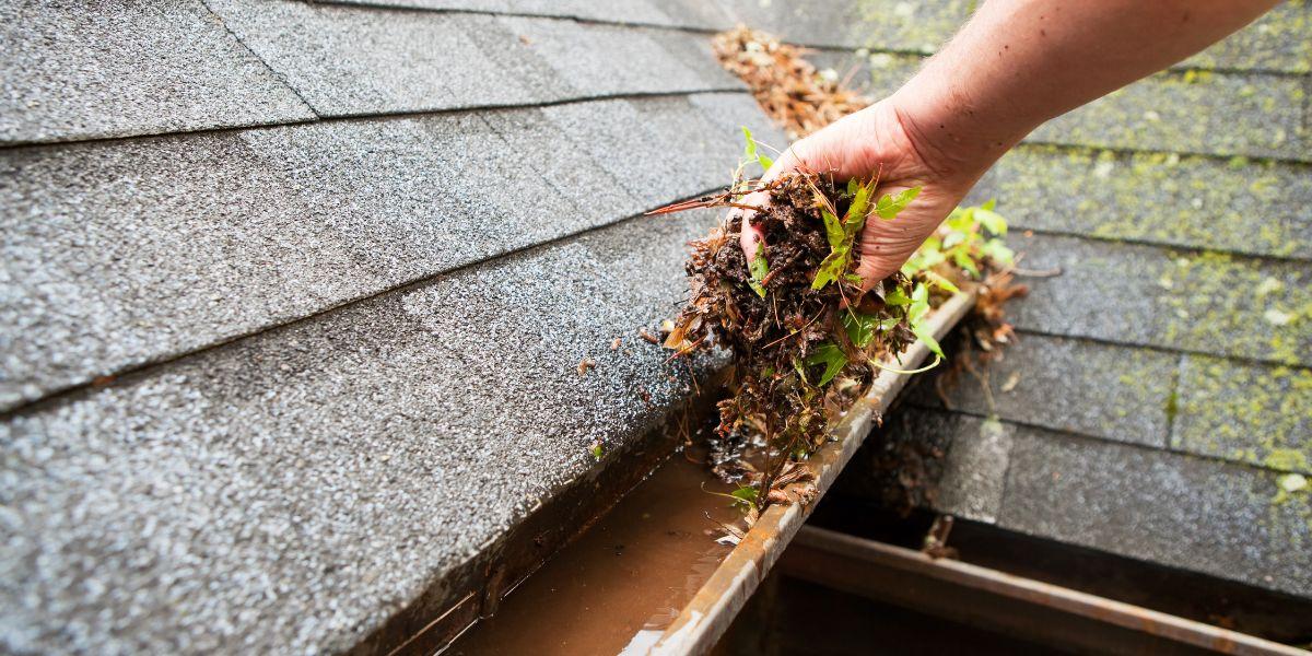 Homeowner removing leaves and debris from a clogged gutter with standing water on an asphalt shingle roof