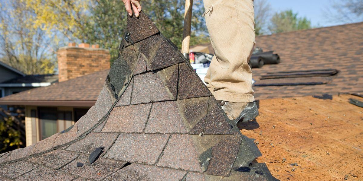 Roofing contractor removes old asphalt shingles during a residential roof replacement, exposing the wood roof decking for inspection and repairs.