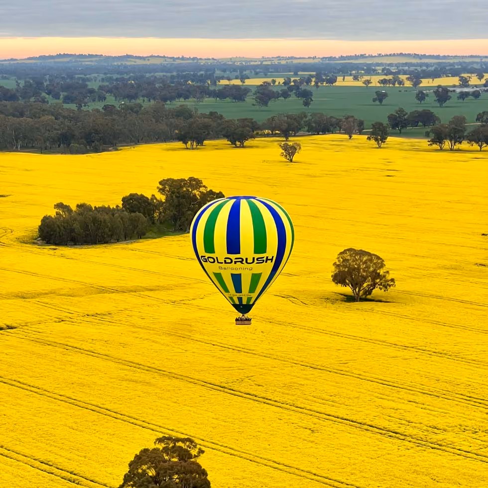 Goldrush balloon over Canola fields in Benalla, VIC