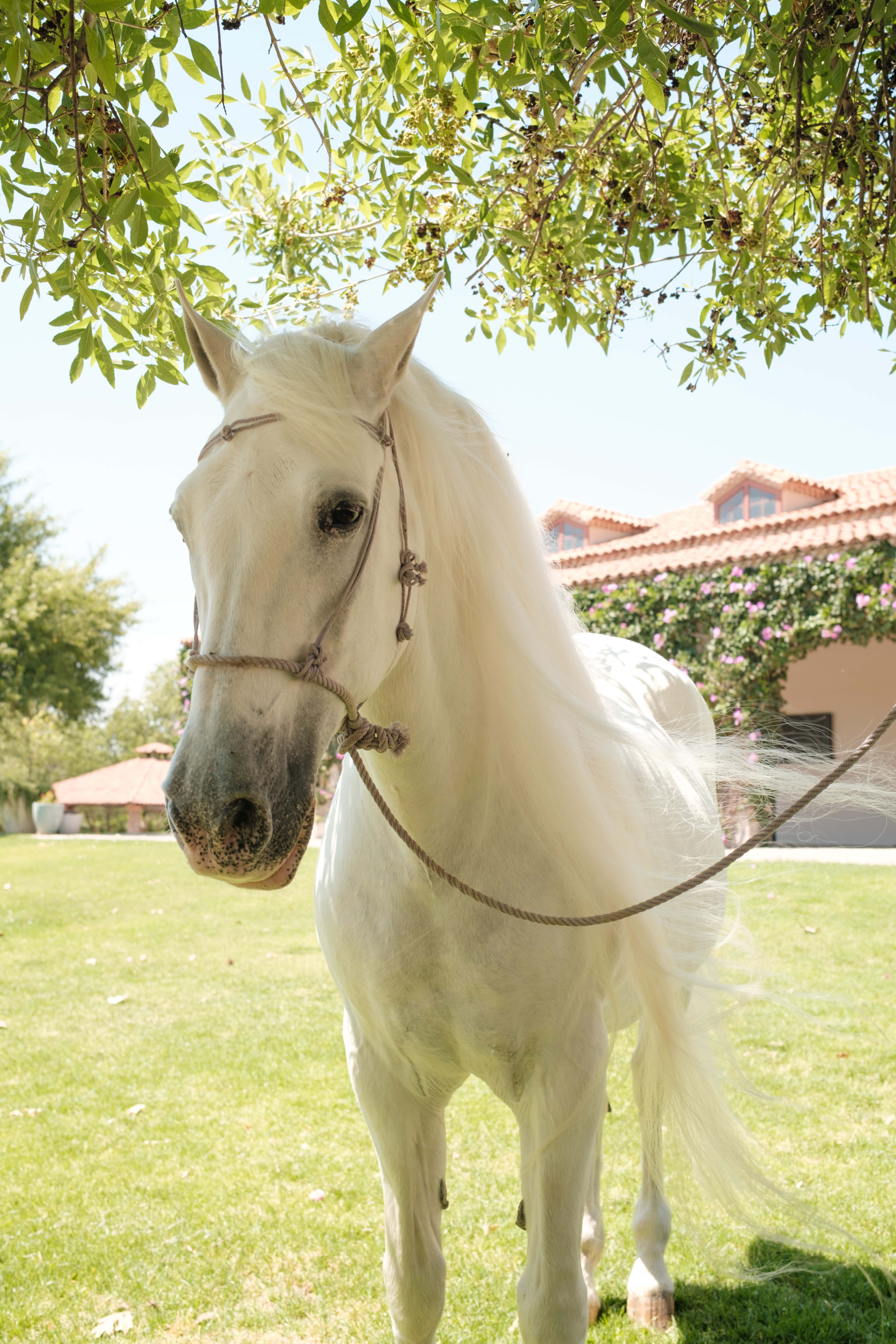 Grand Stables Luna Escondida Wedding Venue in San Miguel de Allende
