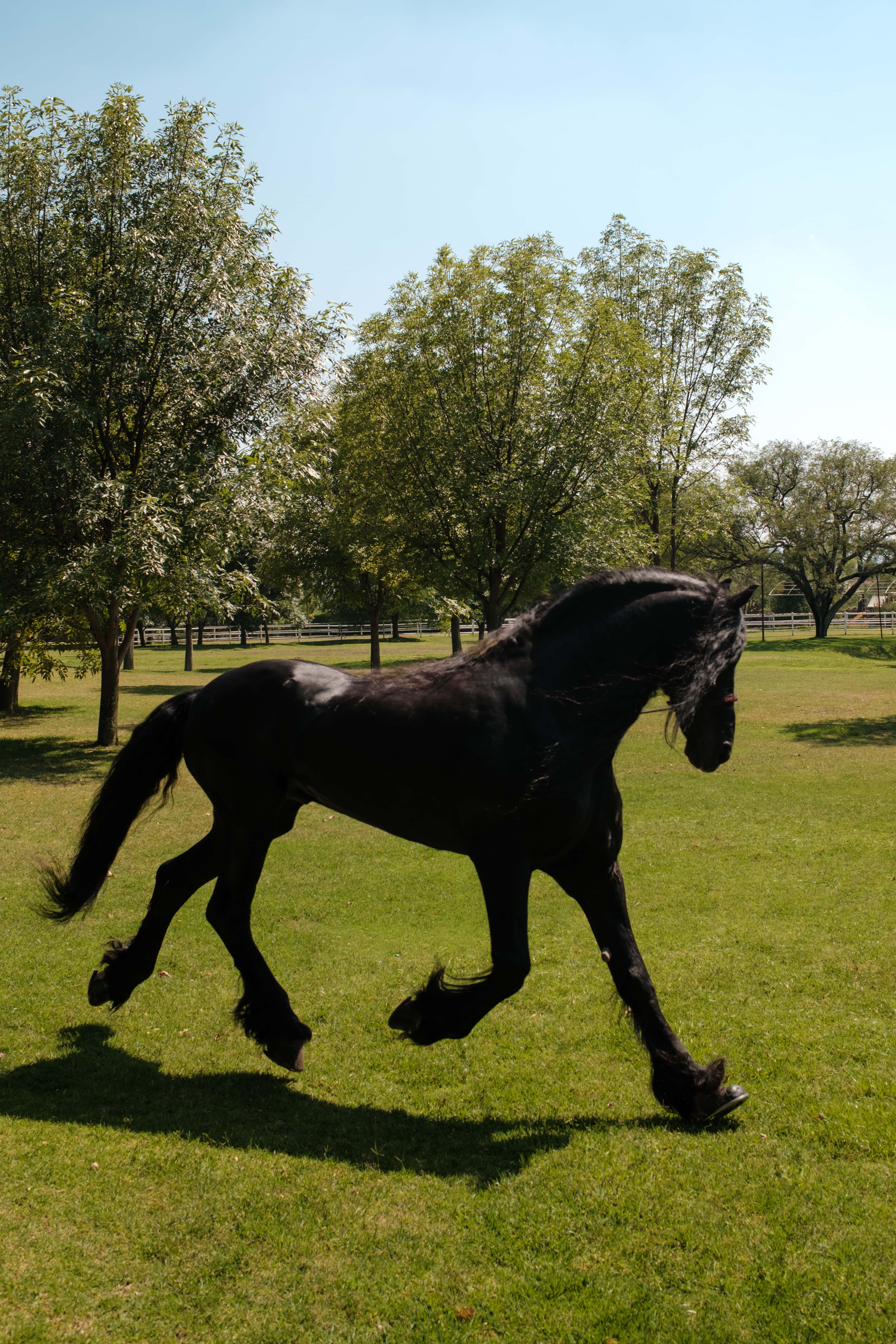 Meet the Horses of Luna Escondida: A San Miguel de Allende Wedding Ranch