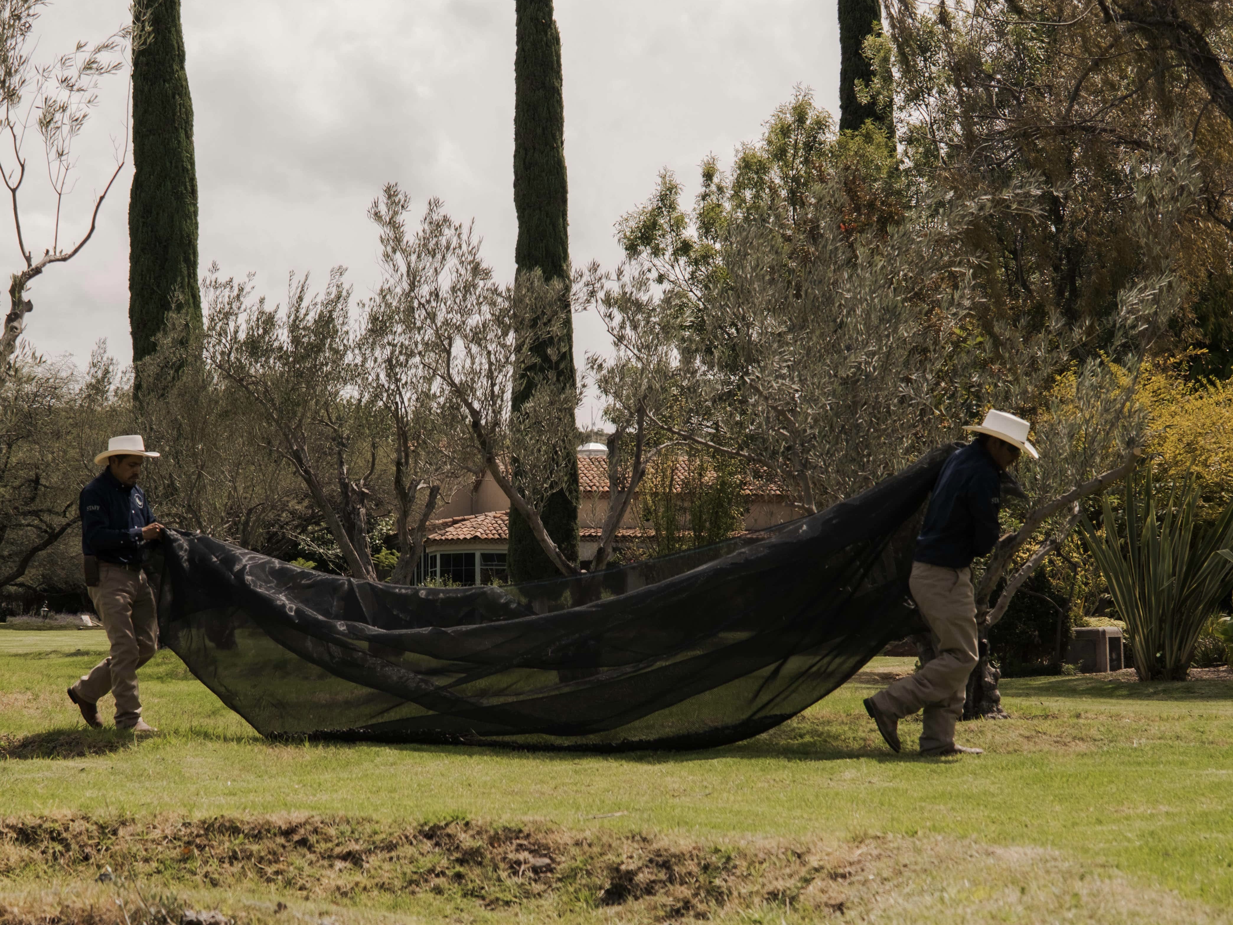 Octubre en el Jardín de Olivos: la cosecha anual de Luna Escondida