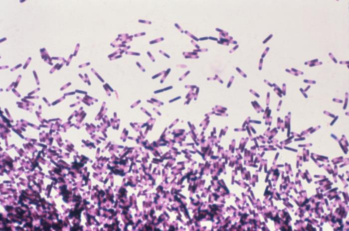 Medical Microbiology Taxonomy and Nomenclature thumbnail