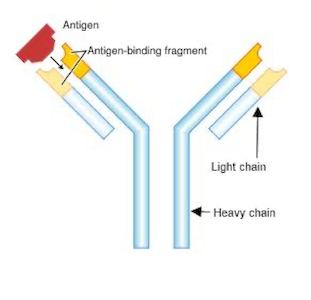 An Update on Basic Concepts of Immunity thumbnail